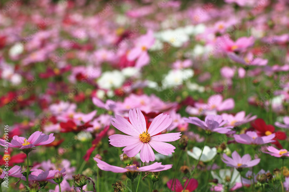 Cosmos bipinnatus(Garden cosmos,Mexican aster) flowers field,many beautiful pink and purple flowers blooming in the garden Cosmos bipinnatus(Garden cosmos,Mexican aster) flowers field,many beautiful pink and purple flowers blooming in the garden