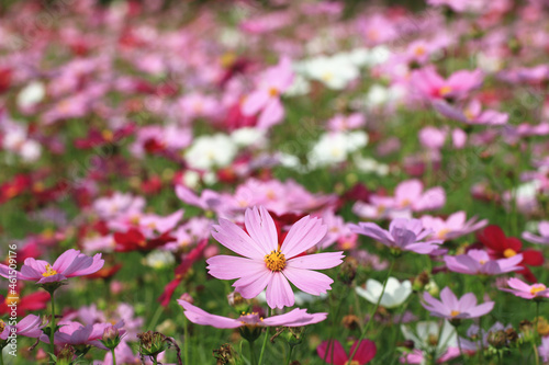 Cosmos bipinnatus(Garden cosmos,Mexican aster) flowers field,many beautiful pink and purple flowers blooming in the garden © qaz1235