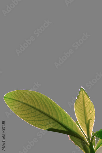 green leaves on a grey background