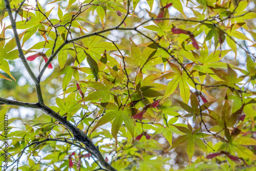 紅葉しかけた紅葉