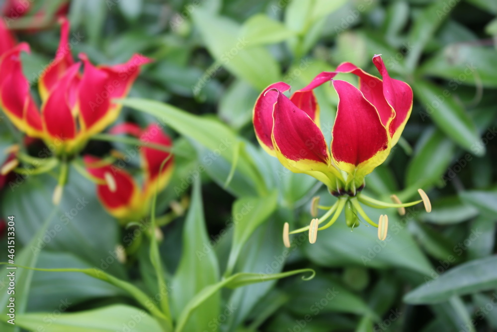 Unusual flower lily with pink yellow petals in foliage. Gloriosa. Green background Unusual flower lily with pink yellow petals in foliage. Gloriosa. Green background
