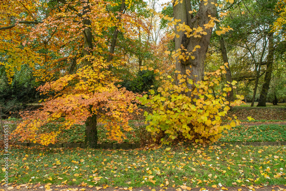 Trees with yellow and green leaves in autumn