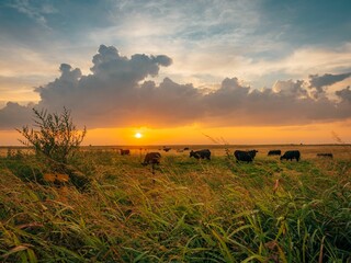 Sunrise over a field with cows, in Shamrock, Texas