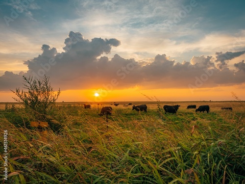 Sunrise over a field with cows, in Shamrock, Texas