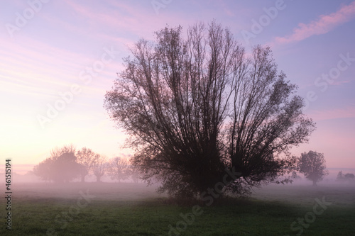 Pollarded willow in the early morning mist. Mystical, quiet atmosphere. photo