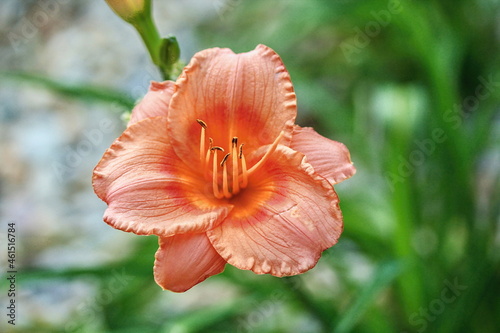 Daylily - Blooming Hemerocallis `Strawberry Candy` © Weronika