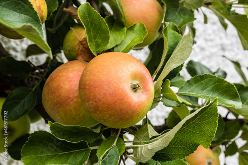 Cox Orange Pippin apples growing on a tree in a German garden photo