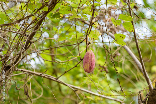 Wild akebia fruits hanging on a vine