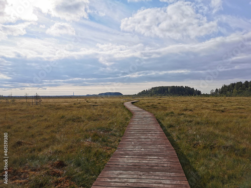 Wooden plank flooring over a swamp with yellowed grass against a beautiful sky with clouds. © Elena