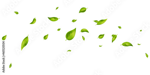 Vegan, eco, organic design element. Green leaves flying on white banner. Wave foliage ornament. Leaf falling. Beauty product. Fresh tea background. Cosmetic pattern border. Vector illustration