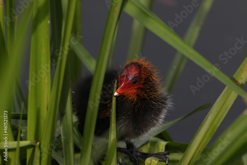 Baby coot