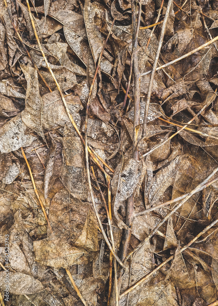 The leaves dry on the ground in the forest, the leaves are rotting to feed the fungi and further fertilize the soil. vertical. The leaves dry on the ground in the forest, the leaves are rotting to feed the fungi and further fertilize the soil. vertical.