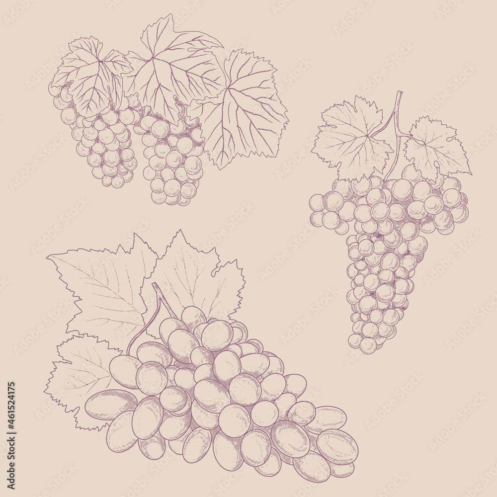 Grape wine, grapes and vines - vector engraved illustration. Vintage bunch of grapes Grape wine, grapes and vines - vector engraved illustration. Vintage bunch of grapes