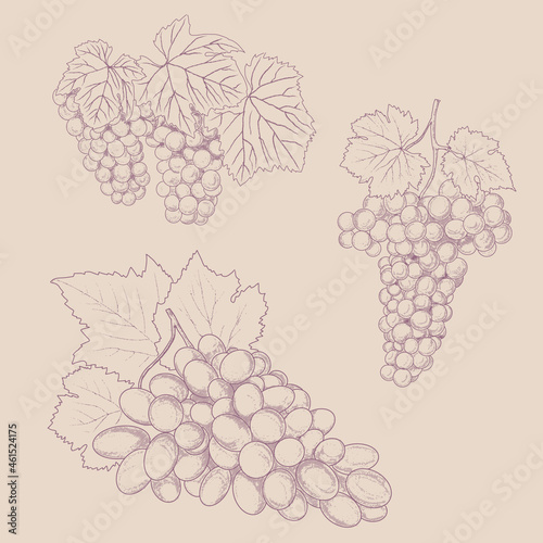 Grape wine, grapes and vines - vector engraved illustration. Vintage bunch of grapes