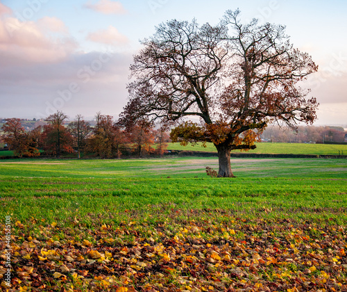 tree in autumn