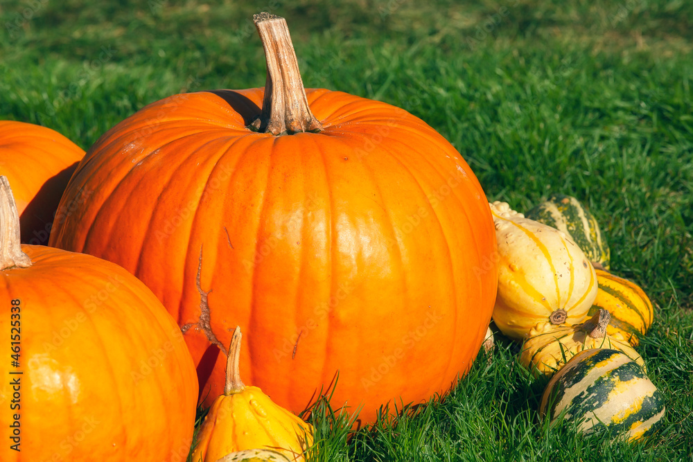 Bright orange pumpkins on green grass, Halloween celebration theme Bright orange pumpkins on green grass, Halloween celebration theme