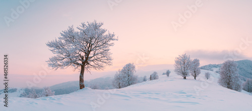 Amazing winter landscape panorama with a lonely snowy tree on a mountains valley. Pink sunrise sky glowing on background. Landscape photography © Ivan Kmit