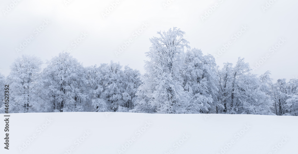 Minimalistic winter landscape in cloudy weather with snowy trees. Carpathian mountains, Landscape photography - obrazy, fototapety, plakaty 