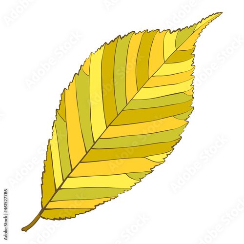 Colorful elm leaf in autumn color isolated on white background. Cartoon flat style vector illustration.