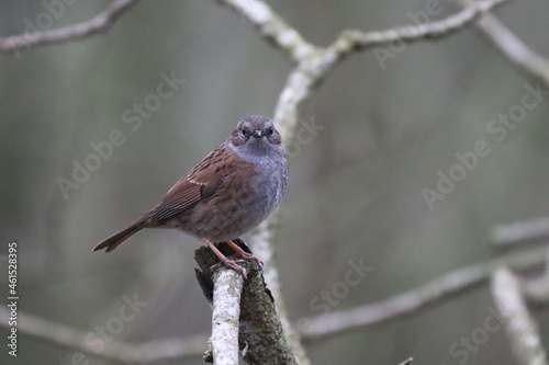 dunnock on branch