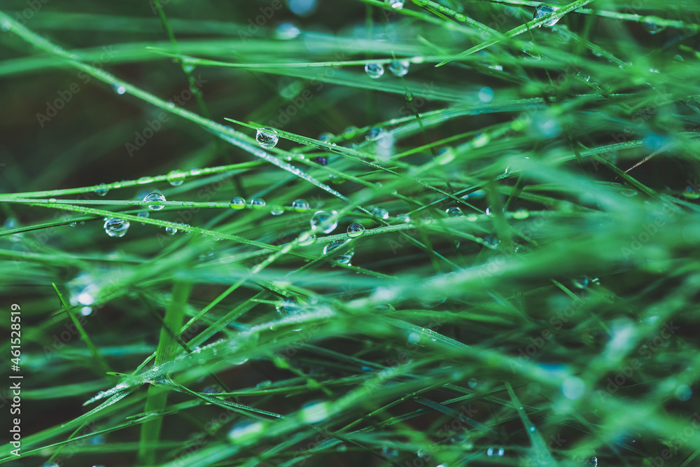 Fresh green grass with dew drops background Fresh green grass with dew drops background