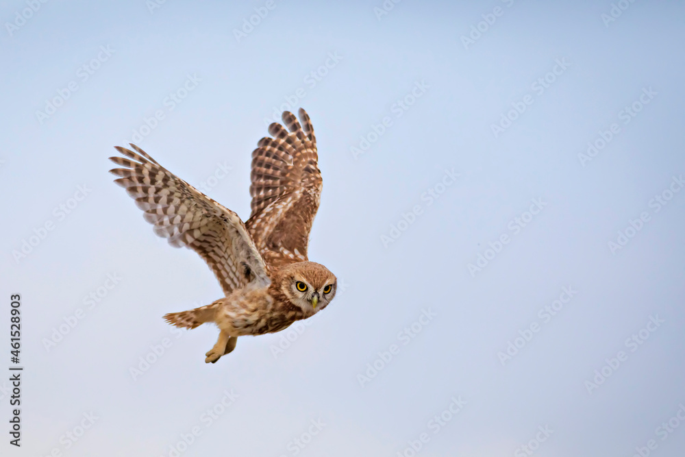 Fototapeta premium Flying owl. Nature background. Little Owl. Athene noctua.