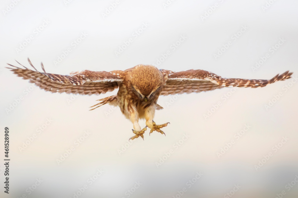 Fototapeta premium Flying owl. Nature background. Little Owl. Athene noctua.