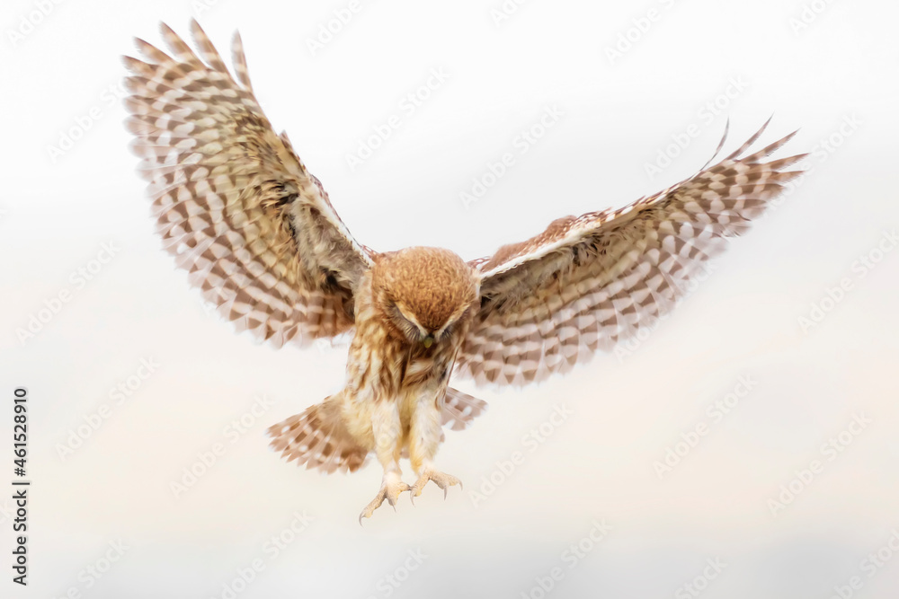 Fototapeta premium Flying owl. Nature background. Little Owl. Athene noctua.