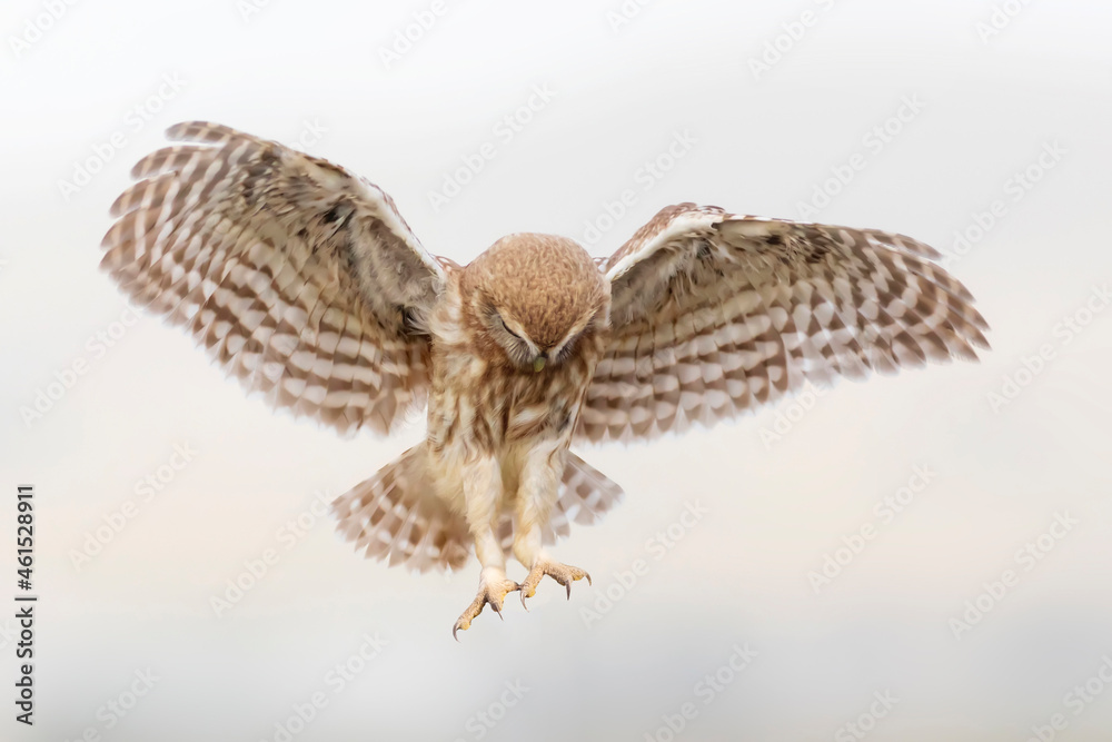 Fototapeta premium Flying owl. Nature background. Little Owl. Athene noctua.