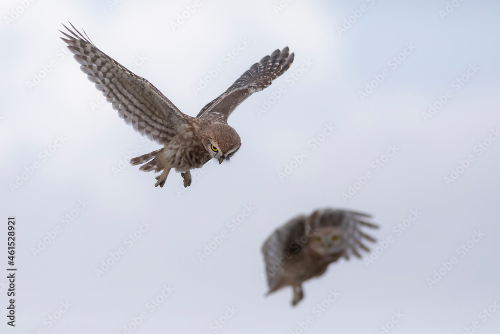 Fototapeta premium Flying owl. Nature background. Little Owl. Athene noctua.