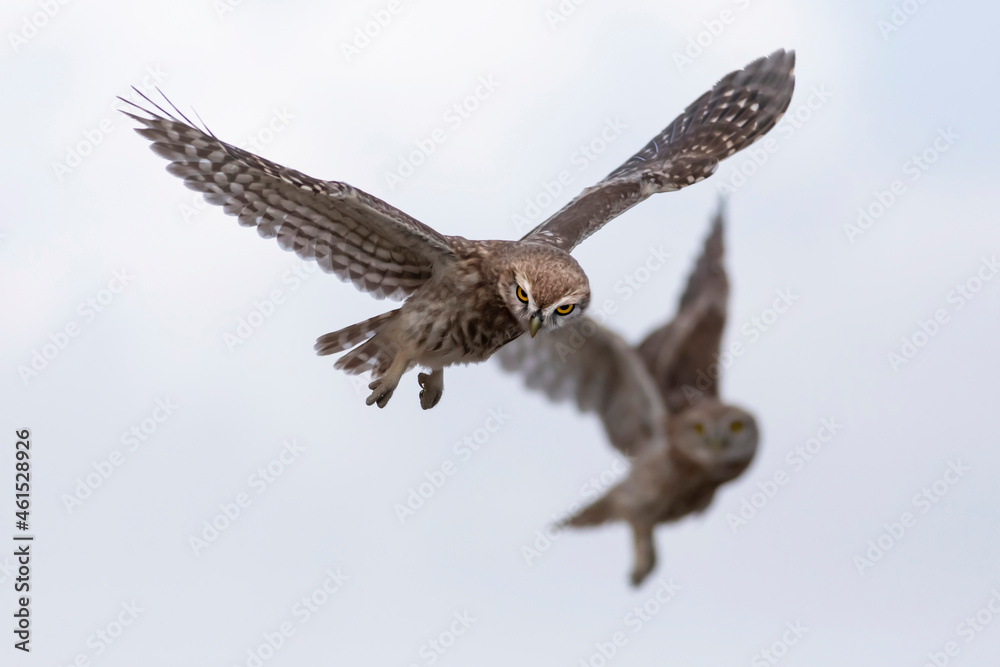 Fototapeta premium Flying owl. Nature background. Little Owl. Athene noctua.