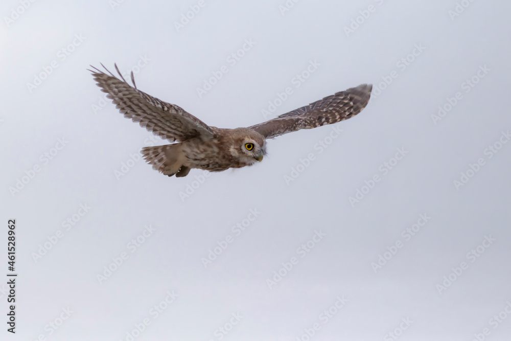 Fototapeta premium Flying owl. Nature background. Little Owl. Athene noctua.