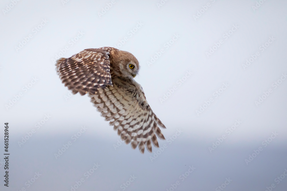 Fototapeta premium Flying owl. Nature background. Little Owl. Athene noctua.