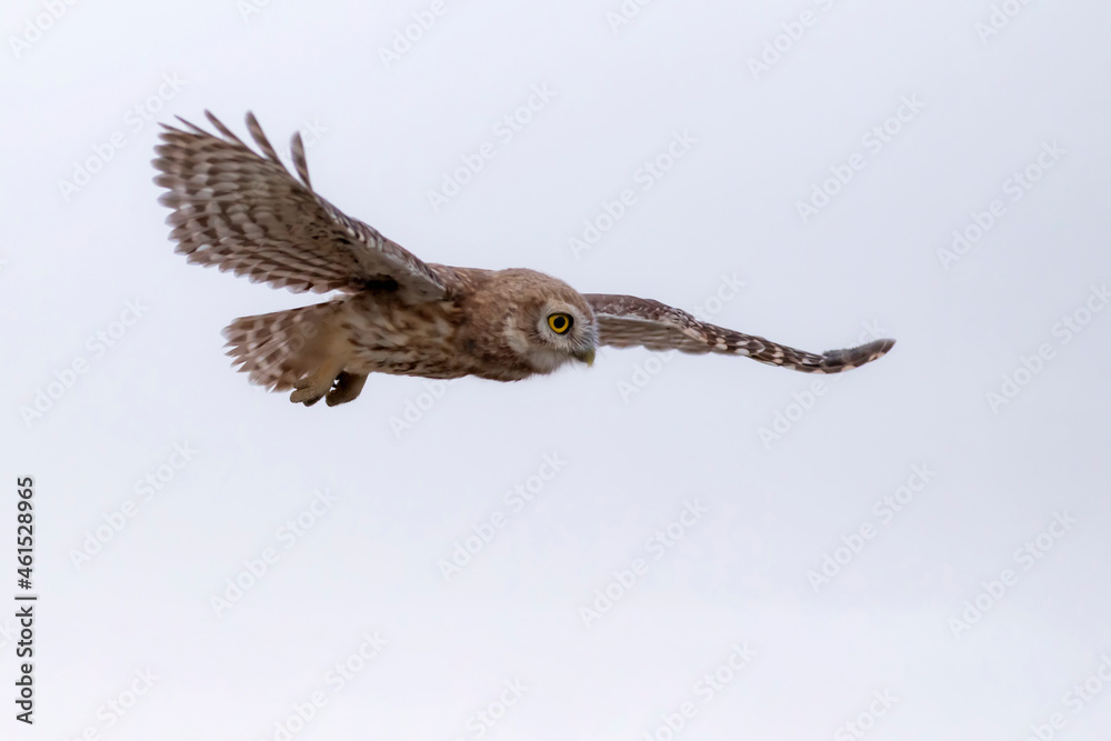 Fototapeta premium Flying owl. Nature background. Little Owl. Athene noctua.