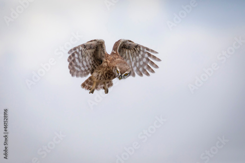 Flying owl. Nature background. Little Owl. Athene noctua.