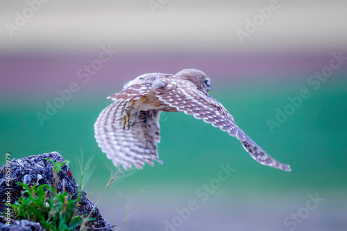 Flying owl. Nature background. Little Owl. Athene noctua. © serkanmutan