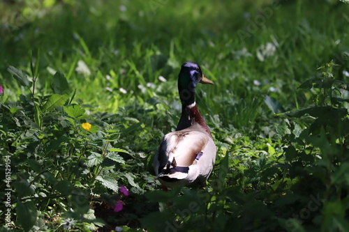 duck in the grass