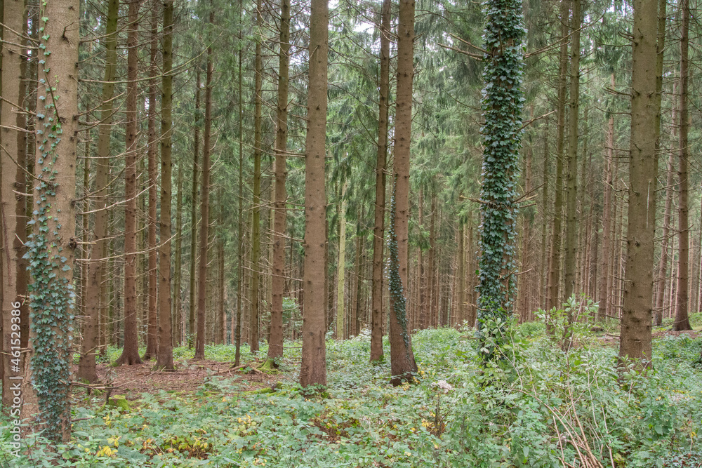 Fototapeta premium Bäume im Wald