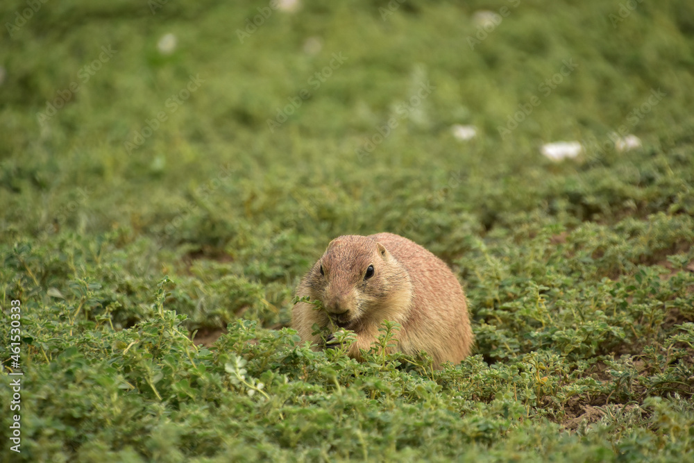 Hungry Black Tailed Prairie Dog Snacking on Vegetation Hungry Black Tailed Prairie Dog Snacking on Vegetation