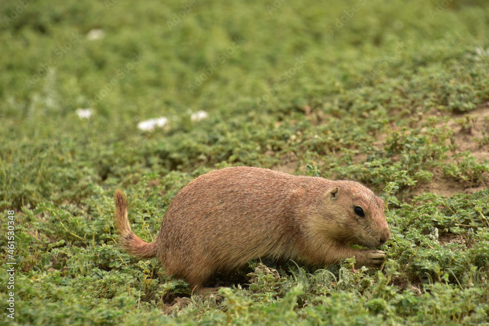 Snacking Prairie Dog Picking Through Green Vegetation Snacking Prairie Dog Picking Through Green Vegetation
