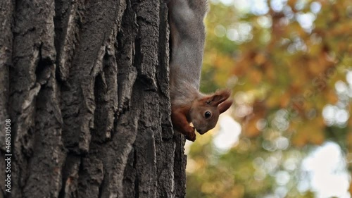 During the autumn molt, a red squirrel sits on a tree and eats something. A common squirrel that changes color in an autumn park hangs from a tree. photo