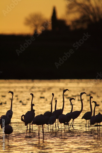 The Greater Flamingo (Phoenicopterus roseus) is the most widespread species of the flamingo family
