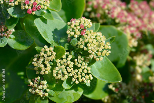 Stonecrop Herbstfreude photo