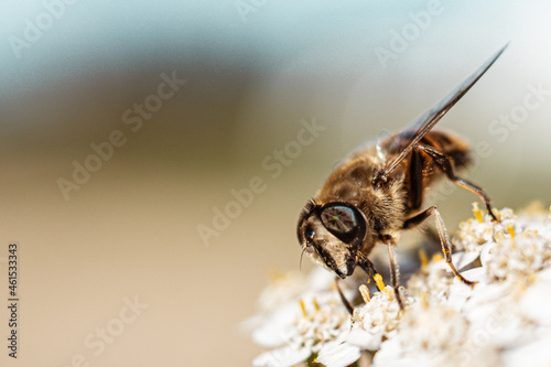 Macro of wild bee on an Achillea ptarmica flower photo