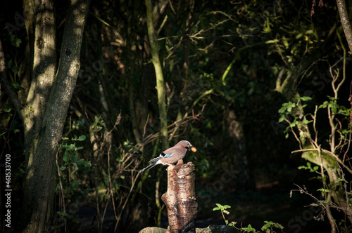 Jay with nut