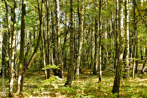 The picture shows a deciduous forest consisting of young poplars.