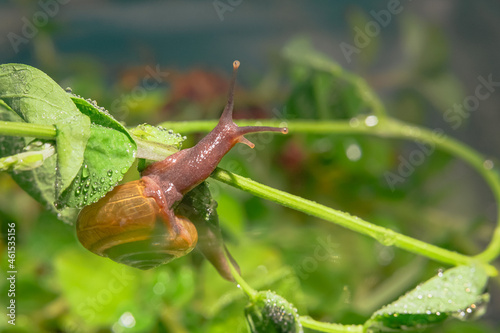 Small brown snail on the twig, Snail crawling on the leaves and twigs picked up at close range
