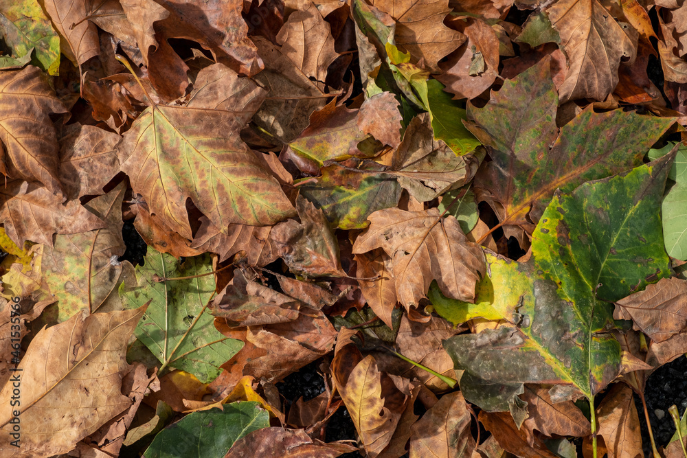 Fallen leaves of platanus acerifolia, texture background