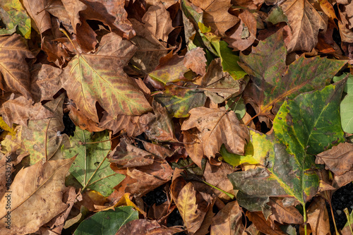 Fallen leaves of platanus acerifolia, texture background