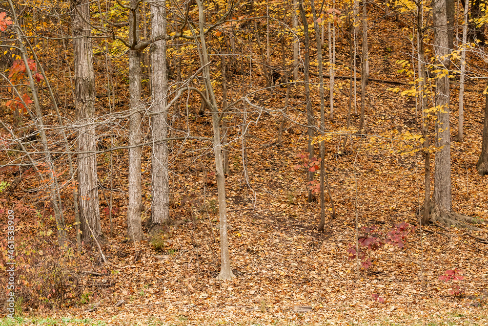Fototapeta premium Fallen leaves cover the side of a hill in a Carolinian forset in the fall with changing colours